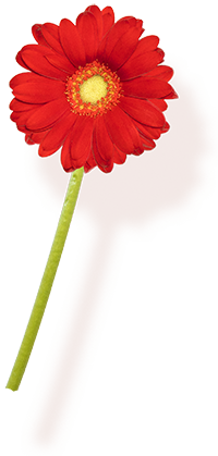 赤いガーベラの花